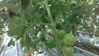 tomato_ripe_unripe project thumbnail