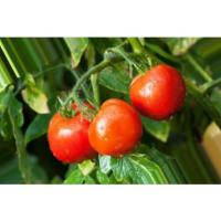 Tomatoes project thumbnail