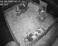 calf_first_val project thumbnail
