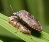 Rice Pest Classifierr project thumbnail