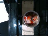 plate-segg project thumbnail