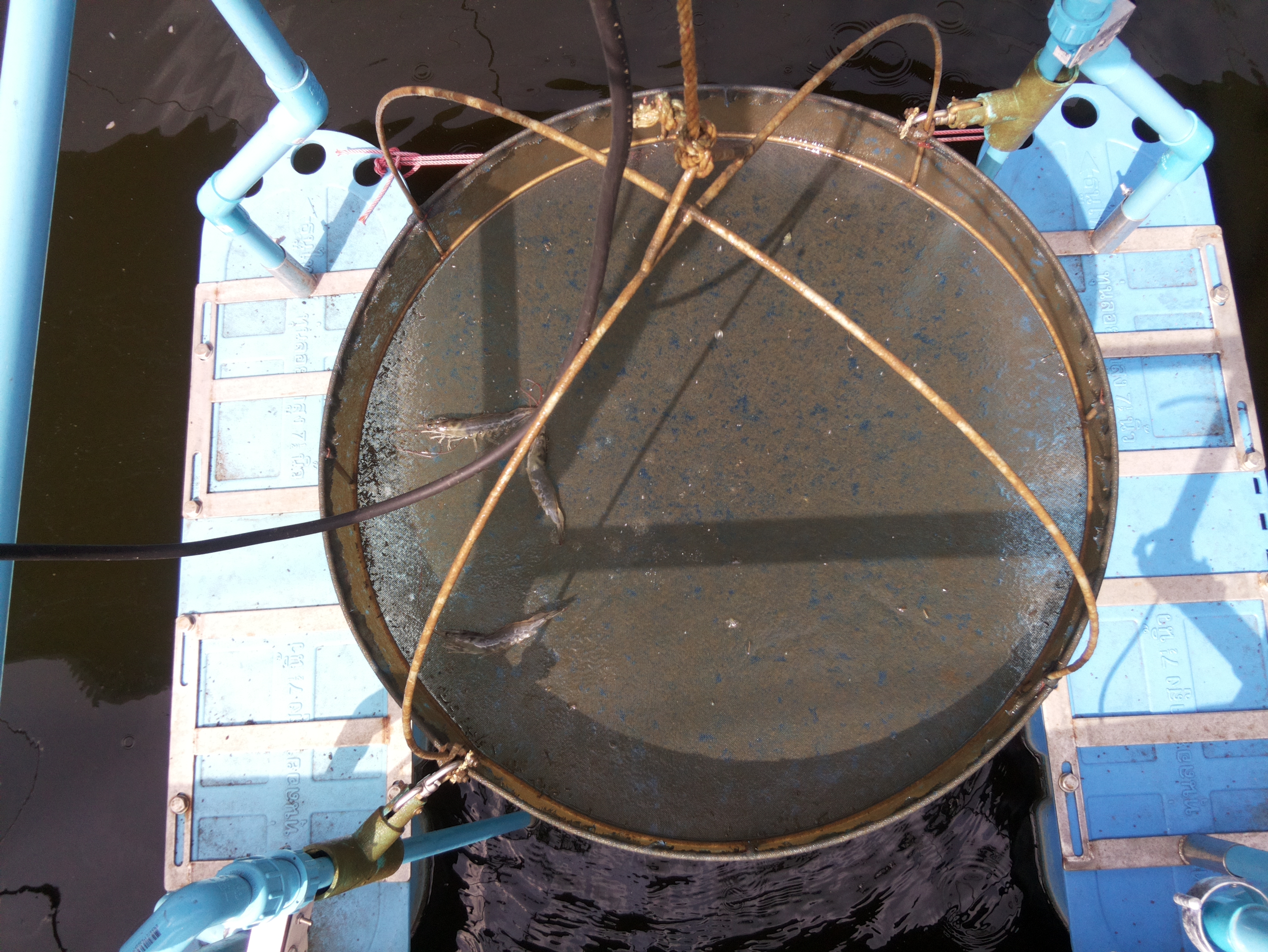 SHRIMP_TEST Instance Segmentation Dataset by Shrimp