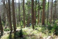 forest classification project thumbnail