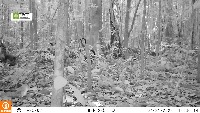 animais project thumbnail