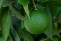orange ripeness detection project thumbnail