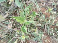 Weed detection(AIML-35) Weed and crop project thumbnail
