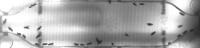Drosophile project thumbnail