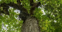 trees project thumbnail