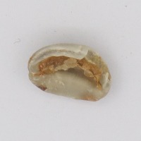 coffee beans  project thumbnail