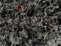 Soil Type project thumbnail