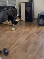 DogBallDetection project thumbnail