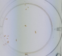 Daphnia_test1 project thumbnail