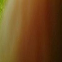 WheatDataset project thumbnail