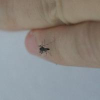 Mosquito project thumbnail