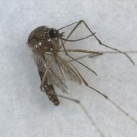mosquito-detection project thumbnail