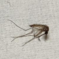 Find mosquitos, wings, legs and antennas project thumbnail
