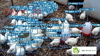 Chicken project thumbnail