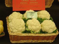 CAULIFLOWER DON'T TOUCH DONE project thumbnail
