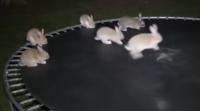 Find bunnies project thumbnail