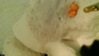 Conservatory Lab Charter Meerkat project thumbnail