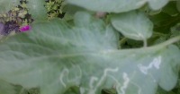 Tomato Leaf Disease project thumbnail