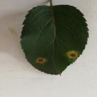 Apple Tree Leaf Disease project thumbnail