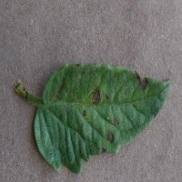 tomatoes project thumbnail