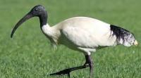 Find bird project thumbnail