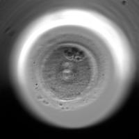 Section of best Embryo project thumbnail