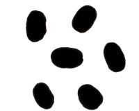 Coffee Beans Measurement project thumbnail