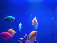 Detect Glowfish project thumbnail