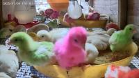 Penelitian Ayam project thumbnail