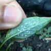 dataset daun cabai project thumbnail
