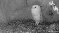 Owl-test project thumbnail
