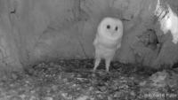 Owl project thumbnail