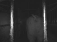 Swine project thumbnail