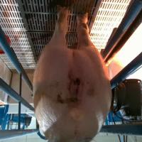 pig0702 project thumbnail