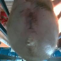 pig0701 project thumbnail