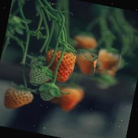 berry project thumbnail