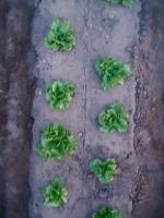 lettuce-growth-lettuce project thumbnail
