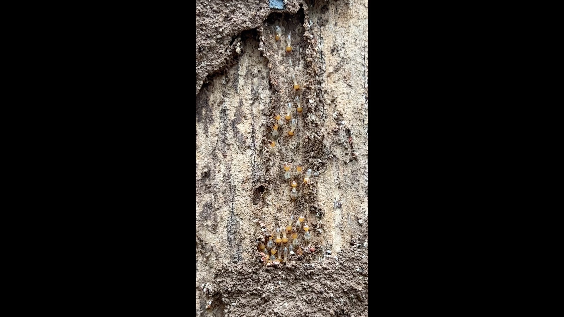 Termite Tracking Termite walking tracking Object Detection Model by Termite Trial