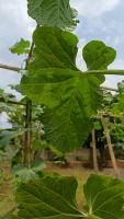 deteksi-daun-melon project thumbnail