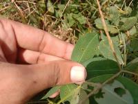 Ground Nut project thumbnail