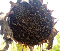 beans angular leaf spot project thumbnail