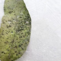 Calamansi Leaves project thumbnail