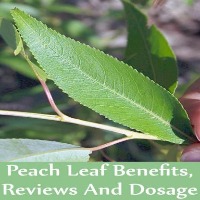 Plant Disease project thumbnail