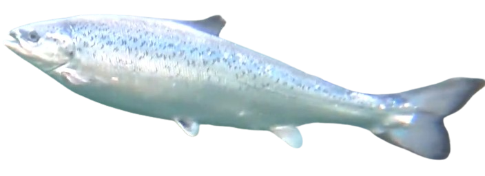 Fish Image Unitobject full fish Object Detection Model by fullfish