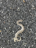 Snake detection Object Detection Dataset and Pre-Trained Model by ...
