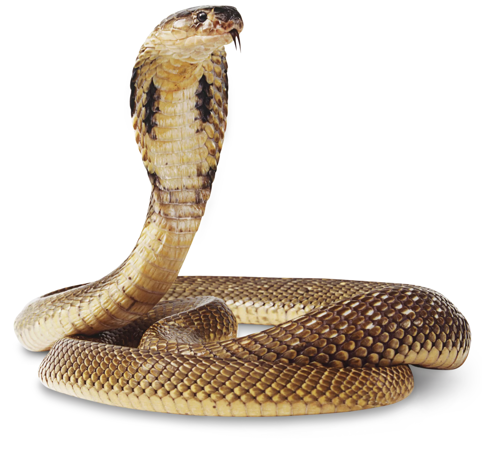 Snake Class snakeClassification Classification Dataset by University of Sri ...