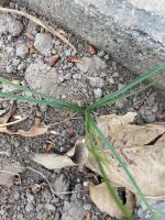 Plant detection  project thumbnail